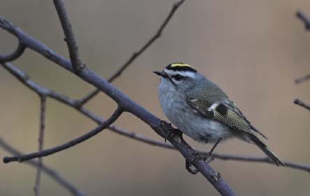 Broedvogelmonitoring Smalbroeken noord/Papenhoefsveld